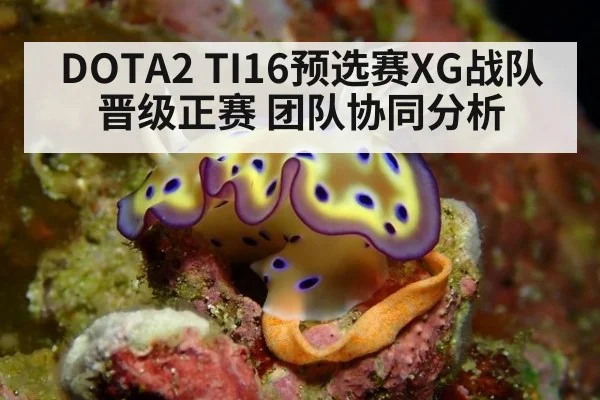 DOTA2 TI16预选赛XG战队晋级正赛 团队协同分析 | kaiyun